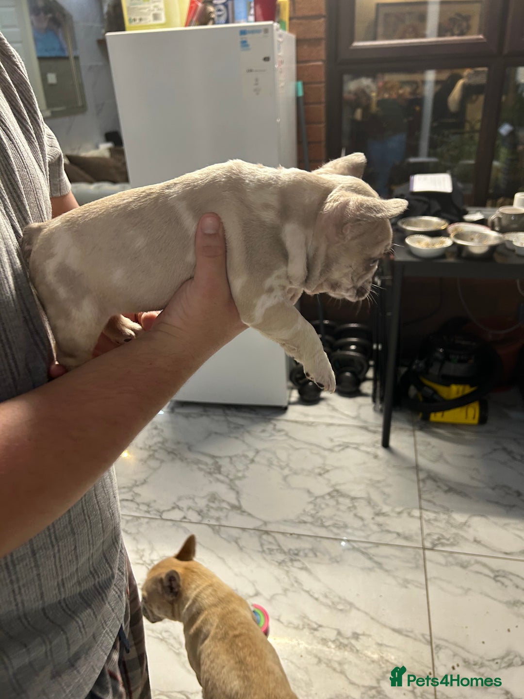 French Bulldog dogs for sale: 3 Extremely beautiful French bull terriers kc reg  - Advert 17