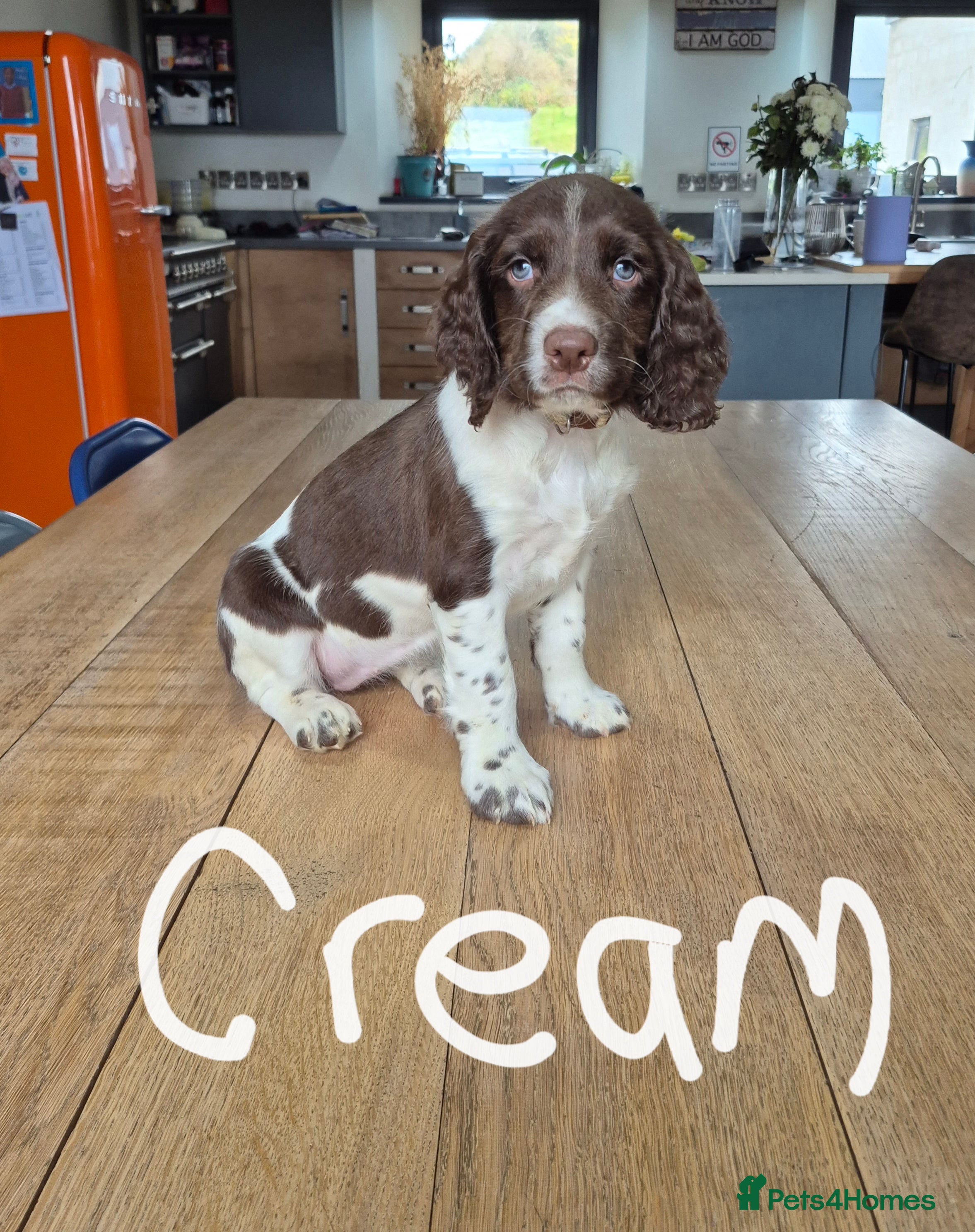 English Springer Spaniel dogs KC Reg English Springer Spaniel Pups - Advert 2