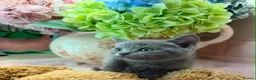 Scottish Fold cats for sale: Stunning Scottish fold & Selkirk Rex kitten  - Advert 39