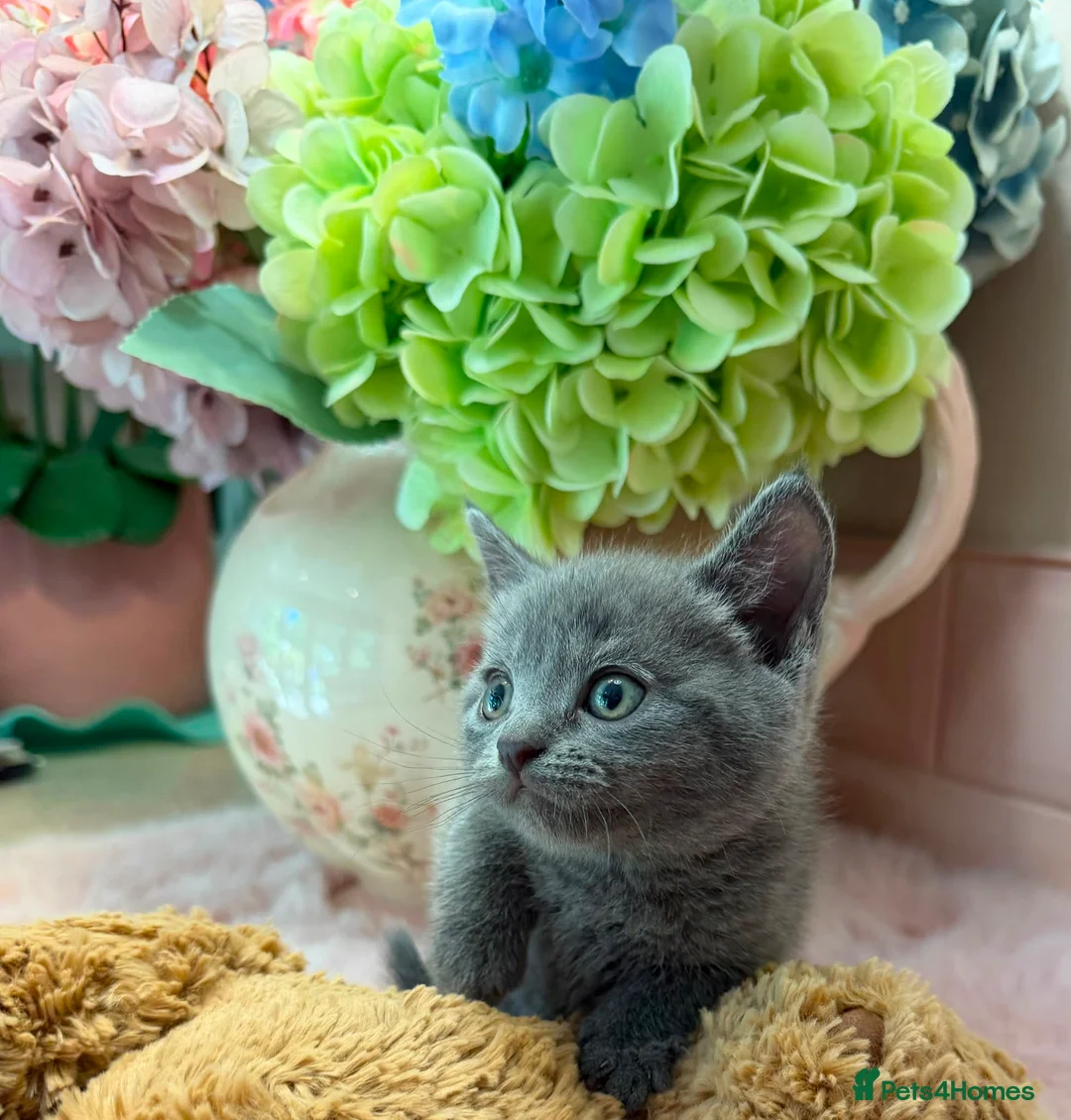 Scottish Fold cats for sale: Stunning Scottish fold & Selkirk Rex kitten  - Advert 39
