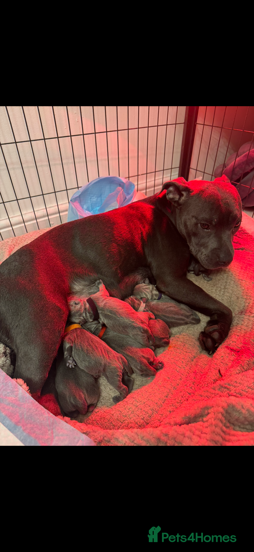 Staffordshire Bull Terrier dogs for sale: STUNNING KC REGISTERED BLUE STAFFY PUPS - Advert 1