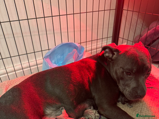 Staffordshire Bull Terrier dogs STUNNING KC REGISTERED BLUE STAFFY PUPS - Advert 4