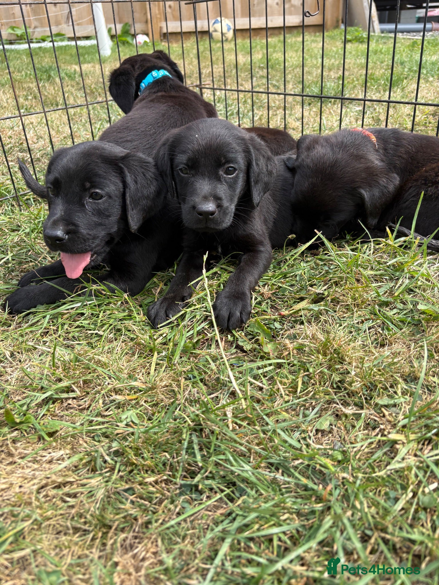 Labrador Retriever dogs 3 boy Labrador puppies  - Advert 11