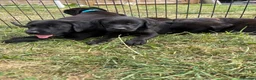 Labrador Retriever dogs for sale: Labrador puppies  - Advert 7
