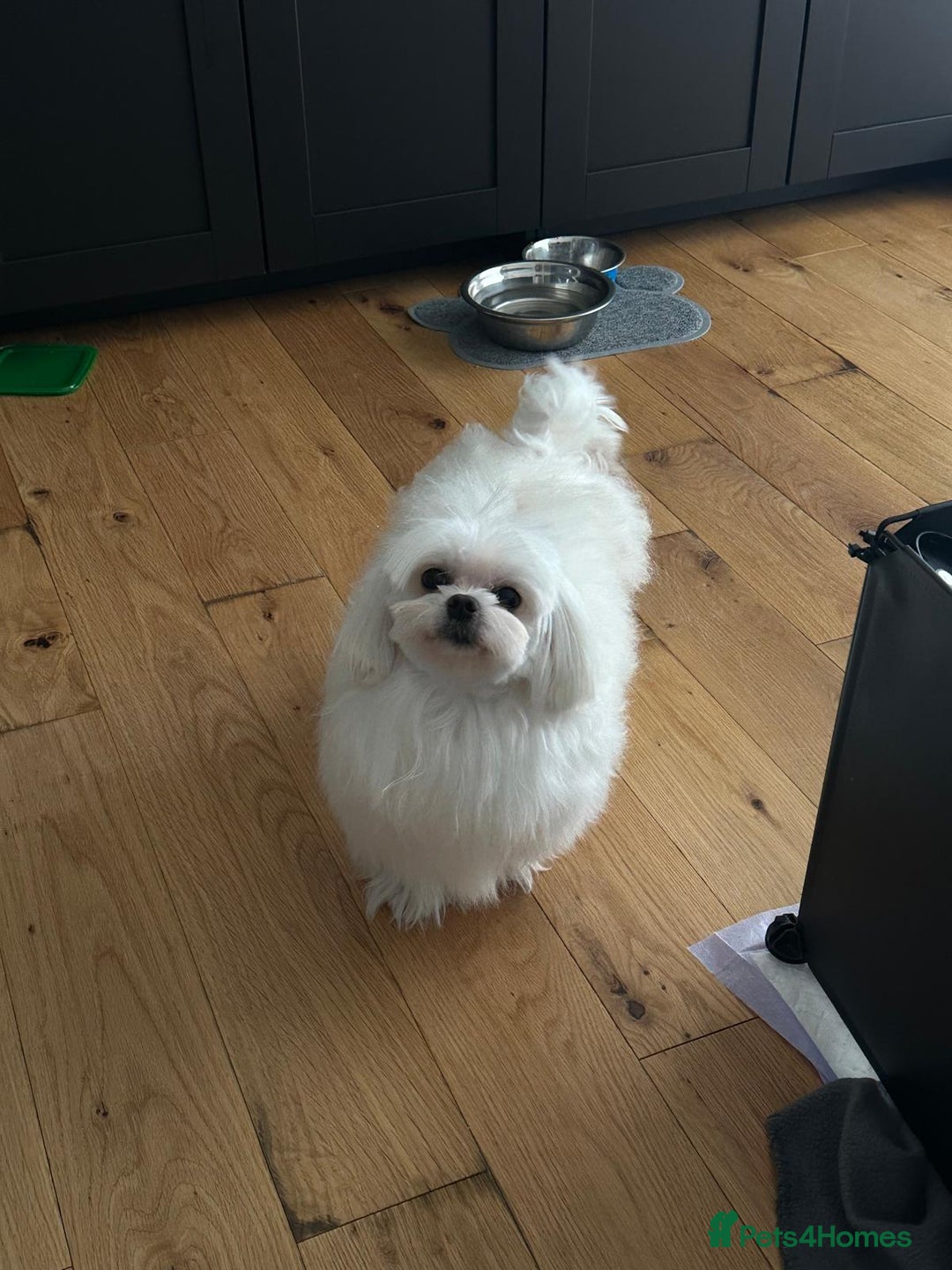 Maltese dogs for stud: PURE MALTESE STUD in Glasgow - Advert 3