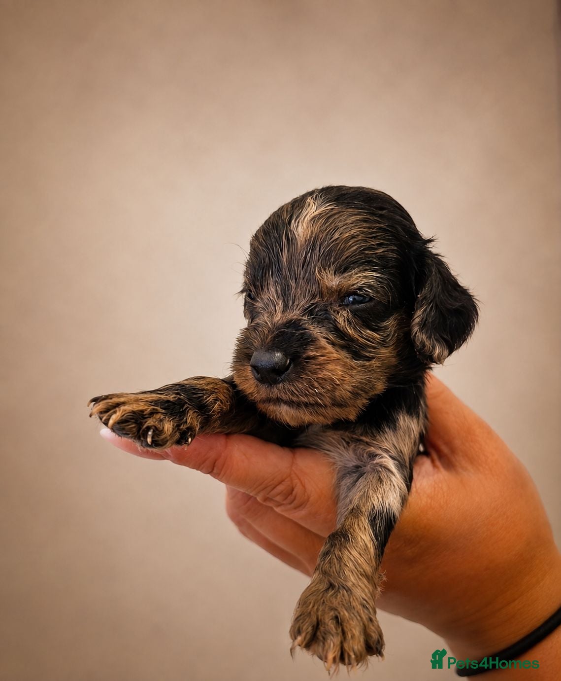 Mixed Breed dogs 🐾 STUNNING MERLE/CHOC/BLACK COCKER SPANIELS 🐾  - Advert 2