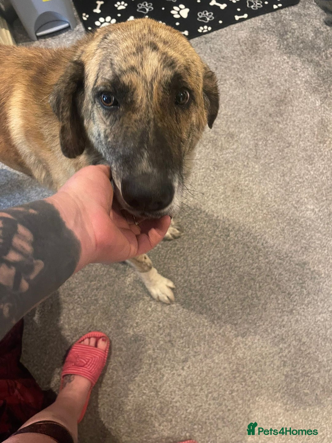 Mixed Breed dogs for adoption: 🚨 URGENT HOME NEEDED - Image 4