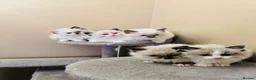 Ragdoll cats for sale: Ragdoll kittens  - Advert 23