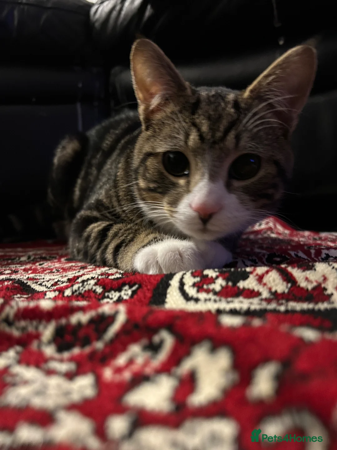 Mixed Breed cats for sale: Playful and sweet, ready for his new home  - Advert 2