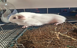 Guinea Pig rodents for sale: Stunning bore guinea pigs - Image 3
