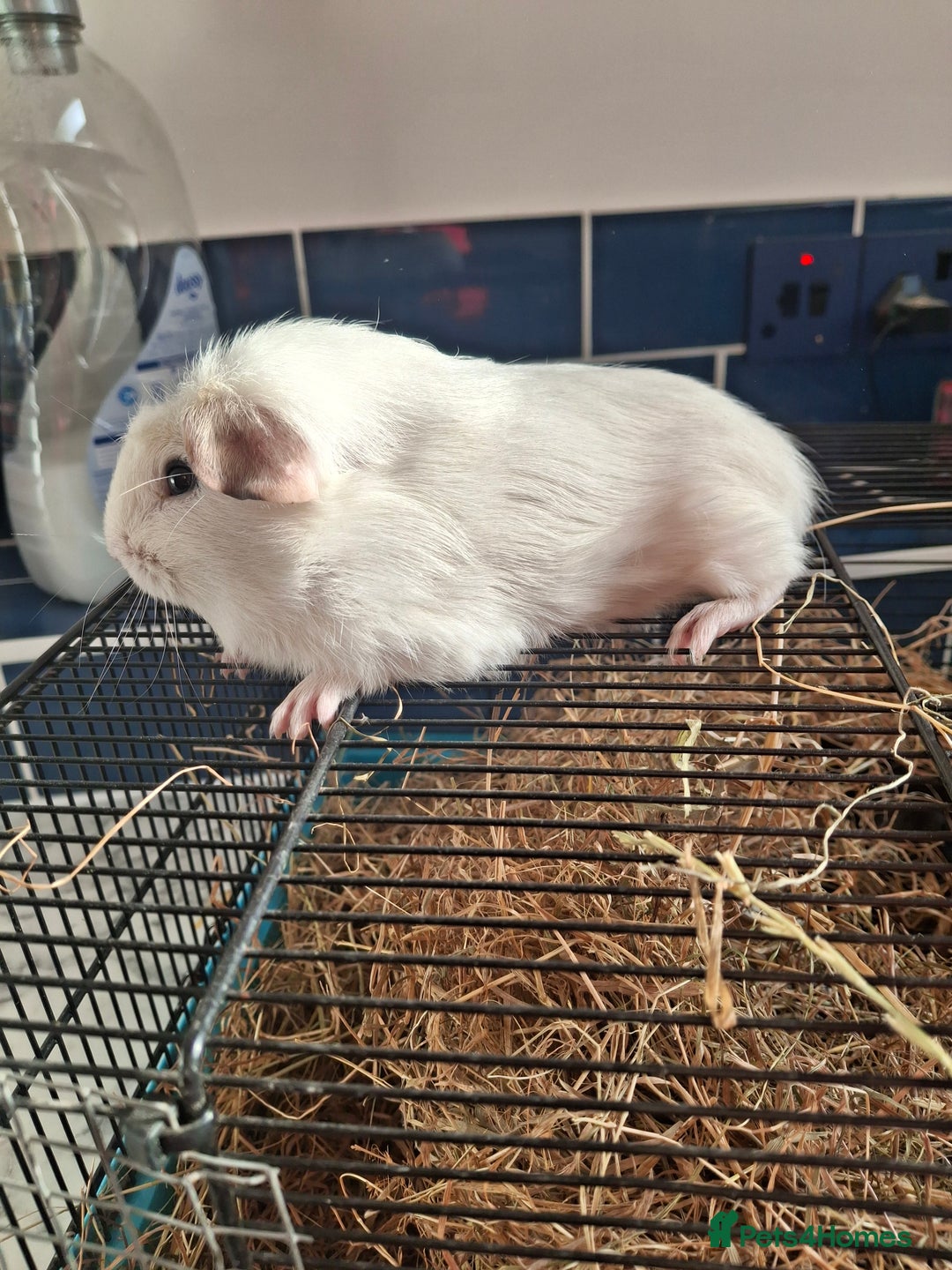 Guinea Pig rodents for sale: Stunning bore guinea pigs - Image 3