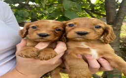 Cocker Spaniel dogs for sale: Carefully bred Kc FTW sired cocker spaniel pups,  - Image 21