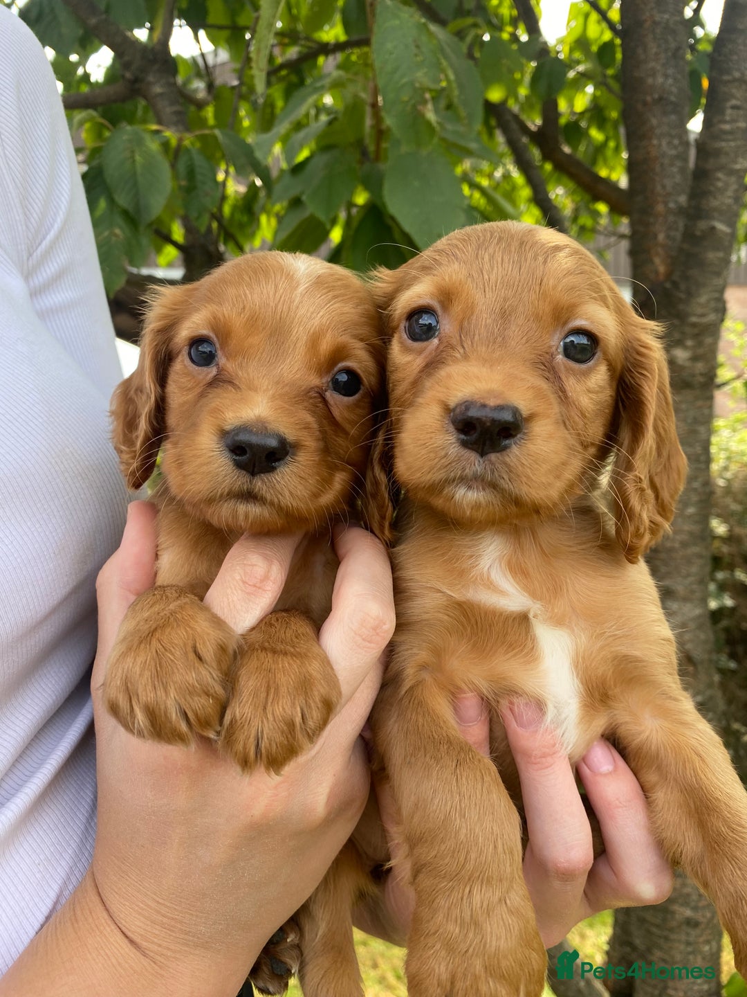 Cocker Spaniel dogs for sale: Carefully bred Kc FTW sired cocker spaniel pups,  - Image 21