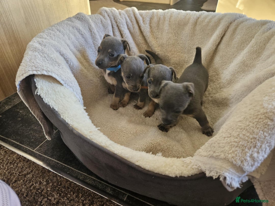 Jack Russell dogs for sale: Stunning Blue/silver jack Russell's  - Image 1