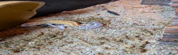 Leopard Gecko reptiles for sale: Leopard Gecko and tank for sale - Advert 1