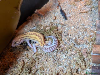 Leopard Gecko reptiles Leopard Gecko and tank for sale - Advert 4