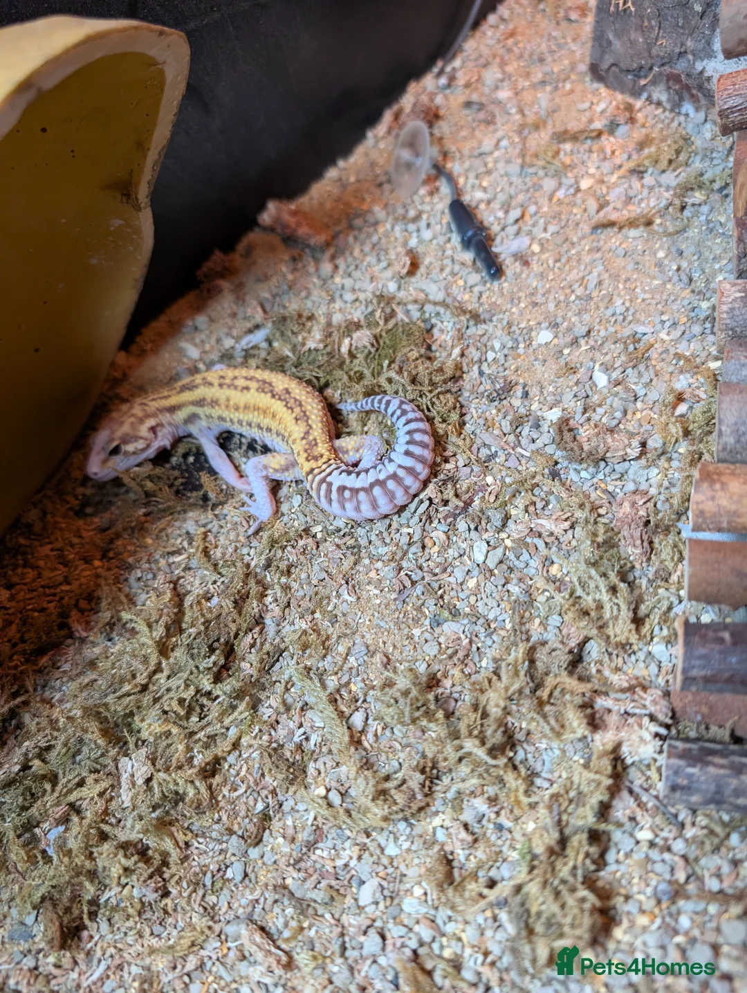 Leopard Gecko reptiles for sale: Leopard Gecko and tank for sale - Advert 1