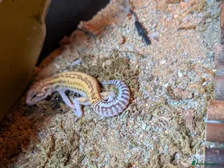 Leopard Gecko reptiles Leopard Gecko and tank for sale - Advert 4