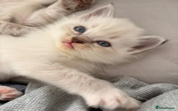 Ragdoll cats for sale: Cherubim Ragdoll Kittens TICA Mink Lynx - Image 13