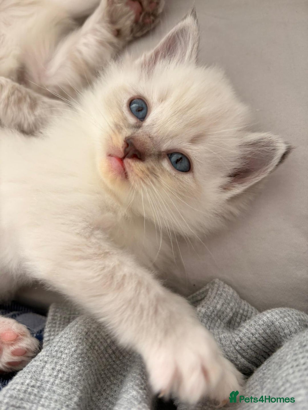 Ragdoll cats for sale: Cherubim Ragdoll Kittens TICA Mink Lynx - Image 13