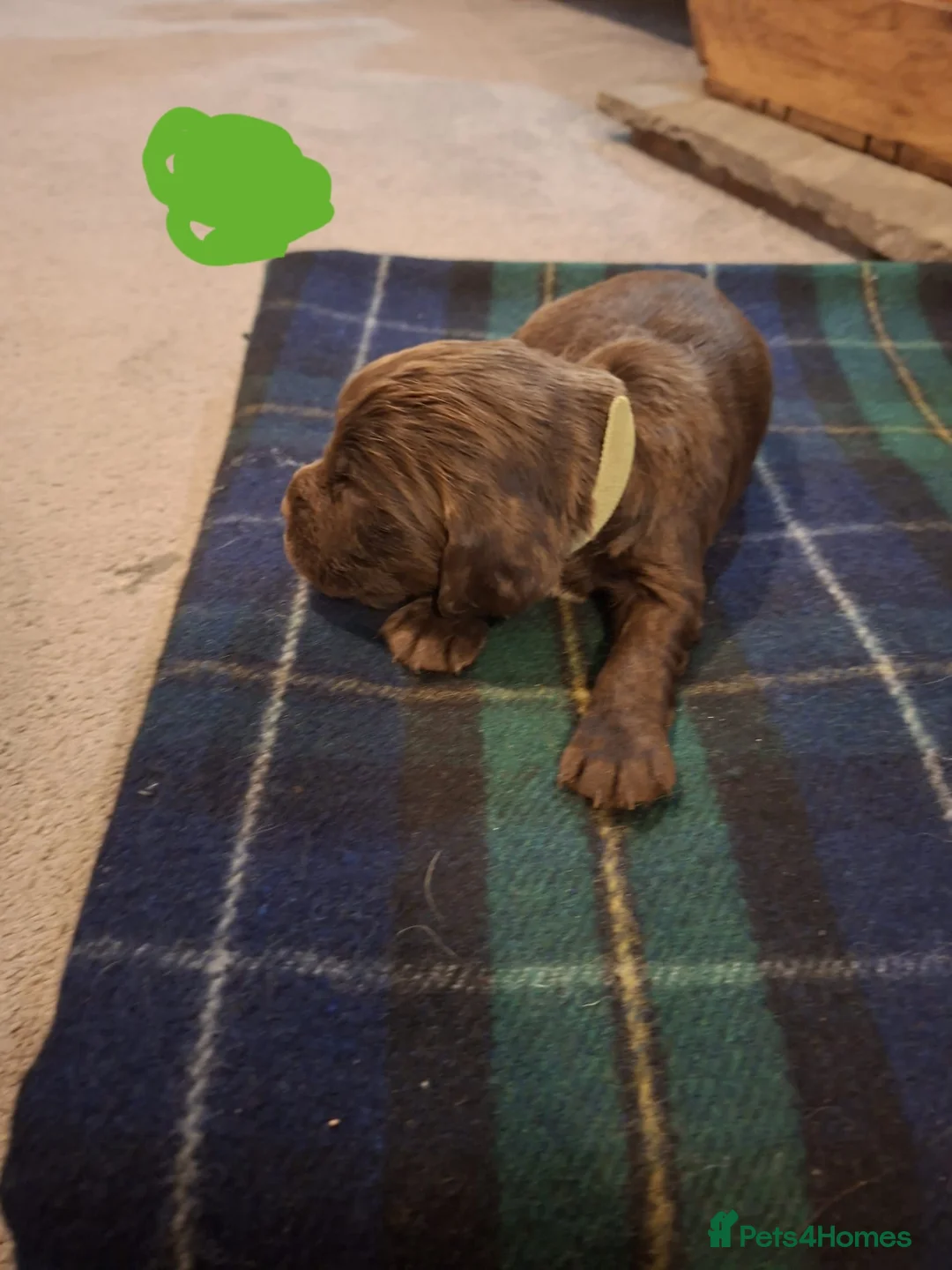 Sprocker dogs for sale: F1 Sprocker Spaniel Puppies 7 Boys & 2 Girls 🐾 - Advert 19