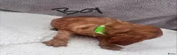 Cocker Spaniel dogs for sale: Cocker spaniel - Advert 8
