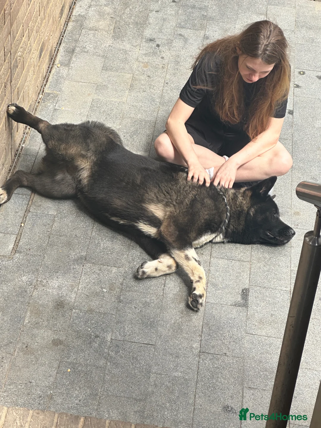 Akita dogs for sale: Puppys in London - Advert 2