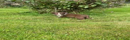 Border Collie dogs for sale: Border collies  - Advert 10