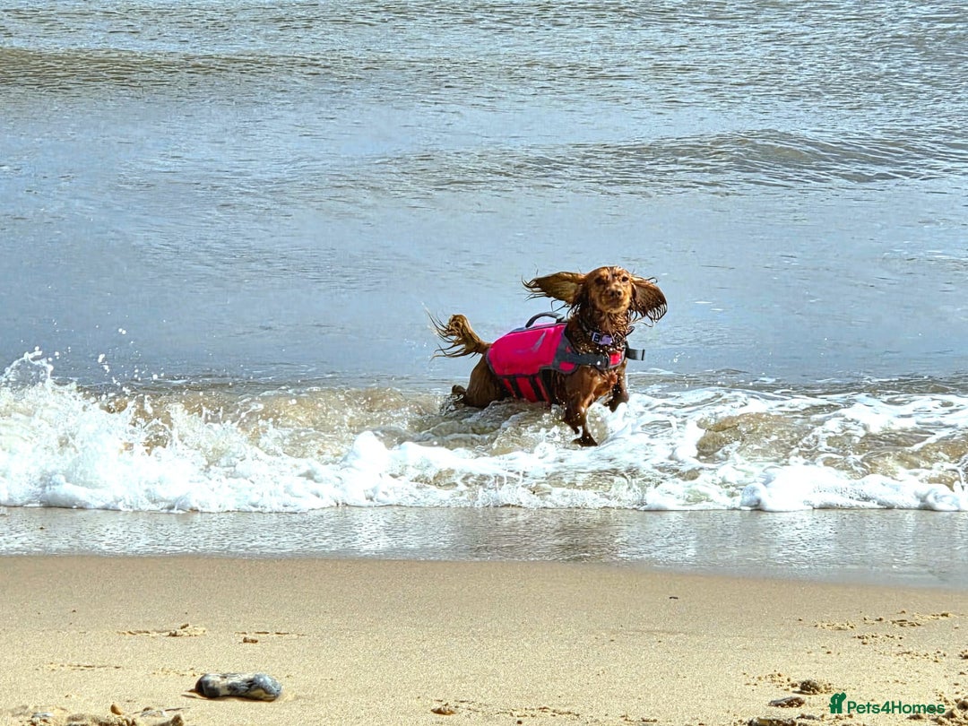 Cocker Spaniel dogs for sale: Stunning KC reg red working cocker pups - Advert 23