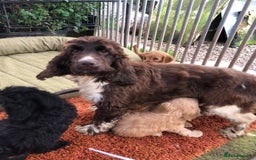 Cockapoo dogs for sale: Beautiful cockapoo f1 puppies - Image 1