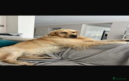Golden Retriever dogs for sale: Gorgeous Show Type Golden Retrievers - Image 8