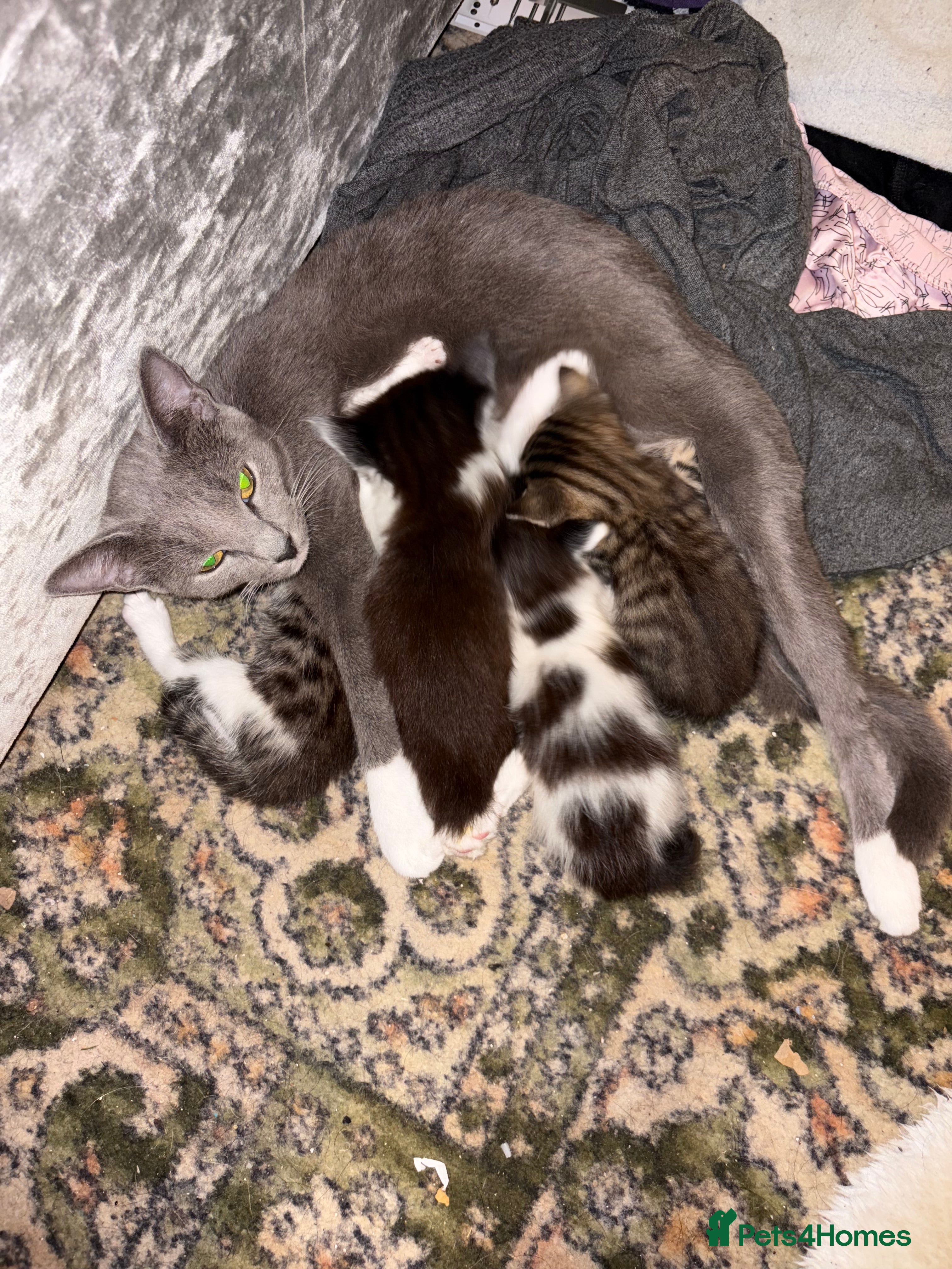 Mixed Breed cats 4 mixed Russian Blue X Norwegian Forest kittens - Advert 1