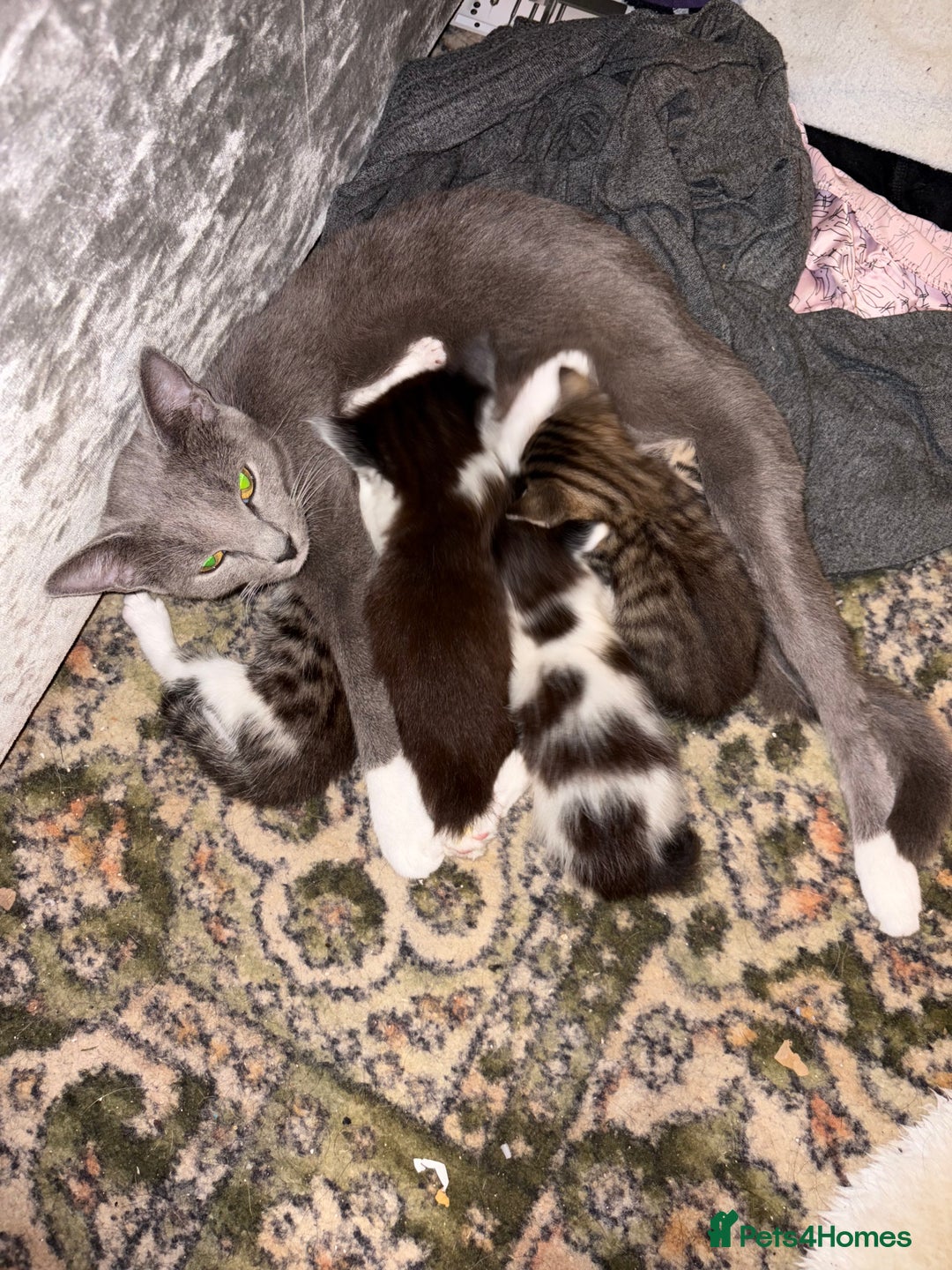 Mixed Breed cats for sale: 4 mixed Russian Blue X Norwegian Forest kittens - Advert 1