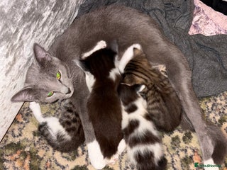 Mixed Breed cats 4 mixed Russian Blue X Norwegian Forest kittens - Advert 1