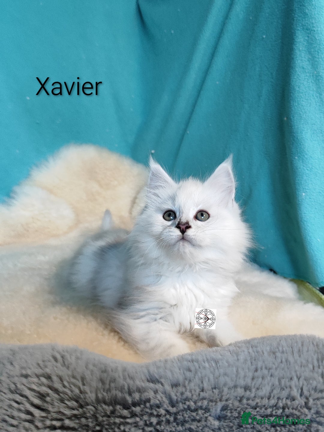 Maine Coon cats for sale: Unique maine coon kittens ❤️ - Advert 26