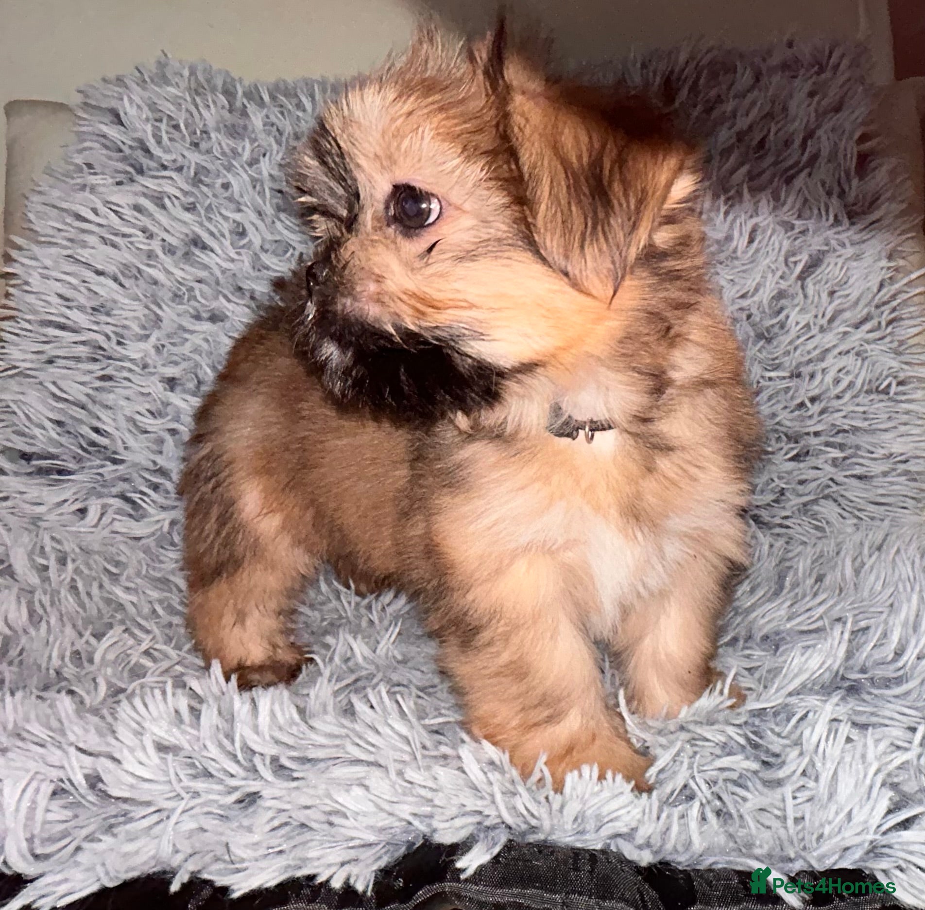 Lhasa Apso dogs KC Lhasa PUPS (READY TO GO)PRA4 CLEAR - Advert 1