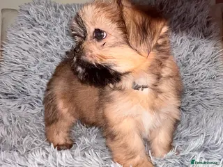 Lhasa Apso dogs KC Lhasa PUPS (READY TO GO)PRA4 CLEAR - Advert 1