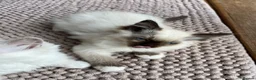 Ragdoll cats for sale: GCCF Registered purebred Ragdoll kittens - Advert 3