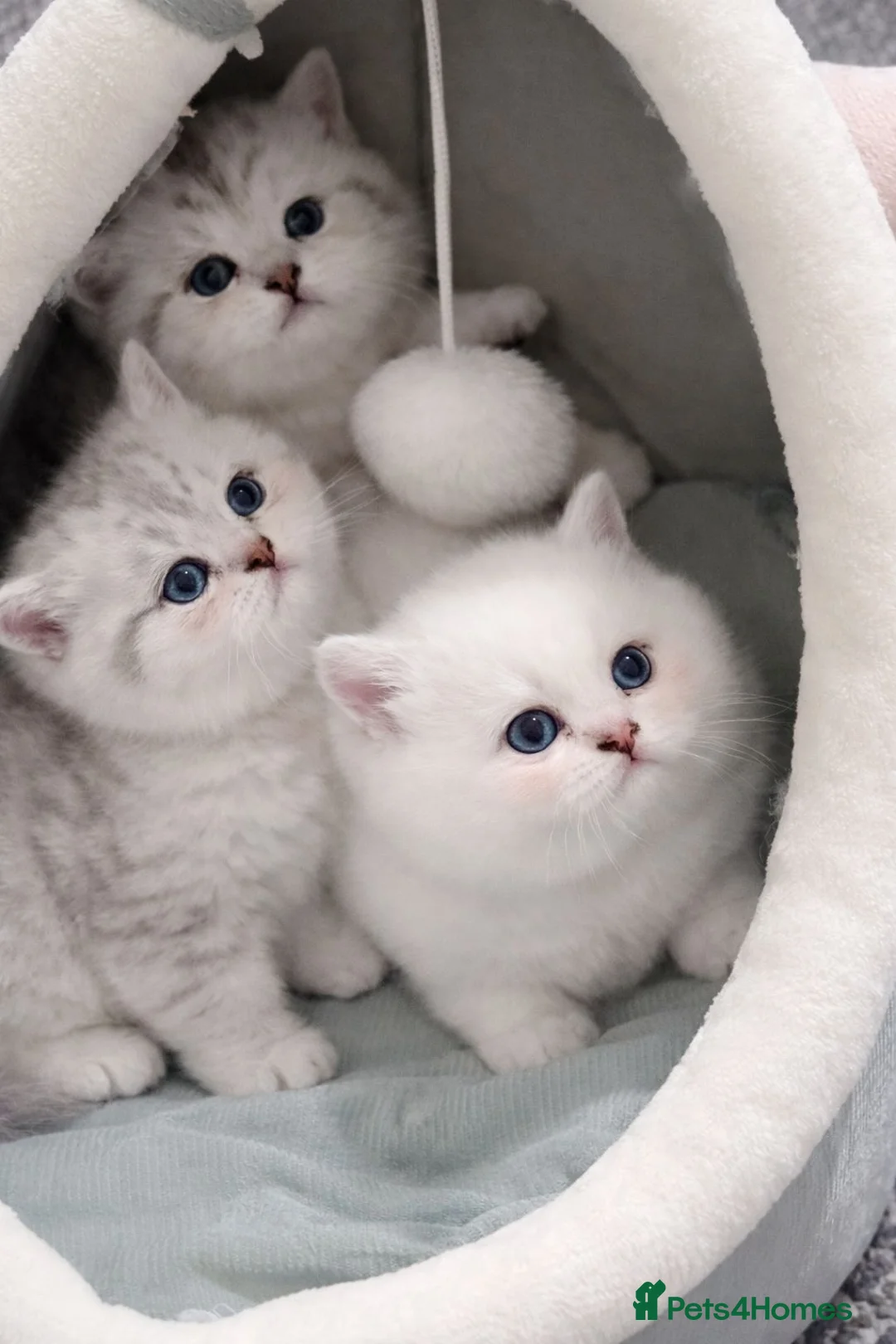 British Shorthair cats for sale: British shorthair cat - Advert 3