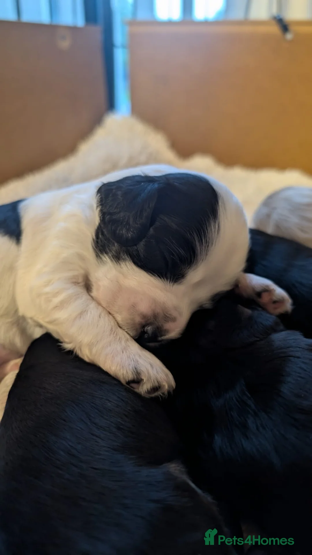 Cockapoo dogs for sale: Gorgeous cockapoo puppies  - Advert 7