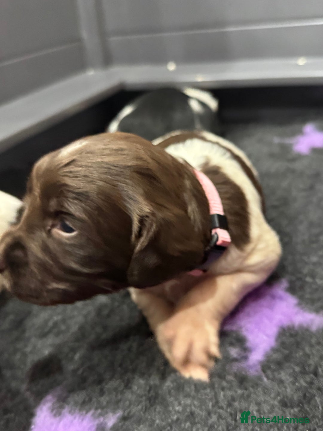 English Springer Spaniel dogs for sale: Hip/Elbow Scored and Health Tested, KC Springers  - Advert 8