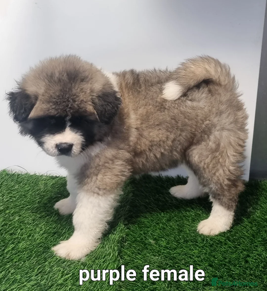 Akita dogs for sale: Akita pups - Advert 4