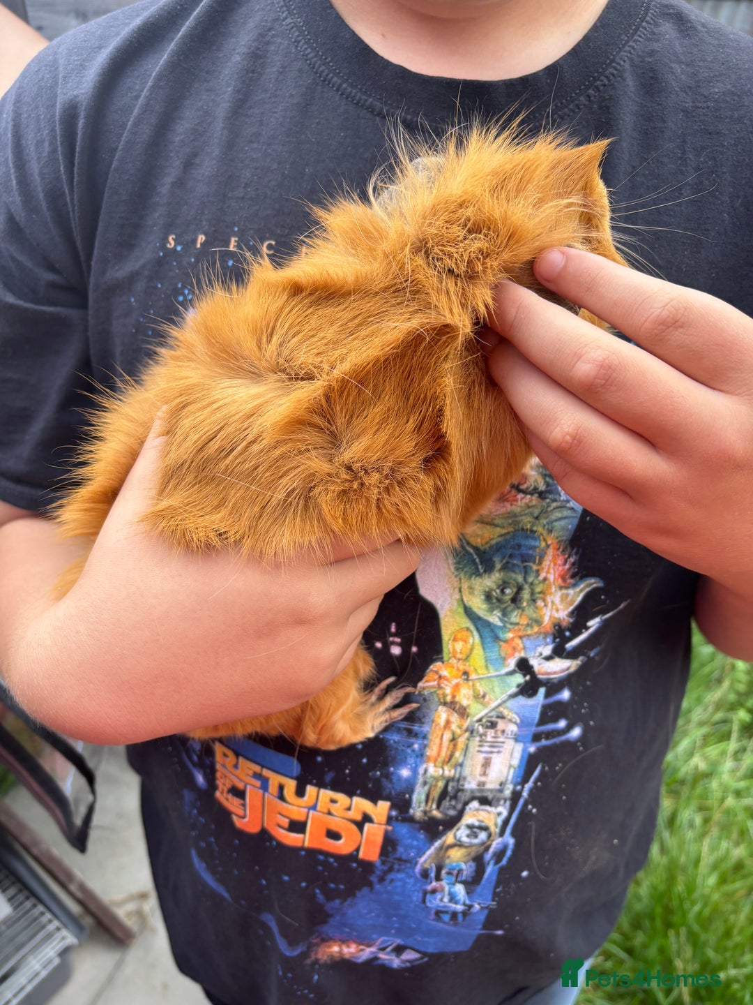Guinea Pig rodents for sale: Guinea pigs for sale - Image 11