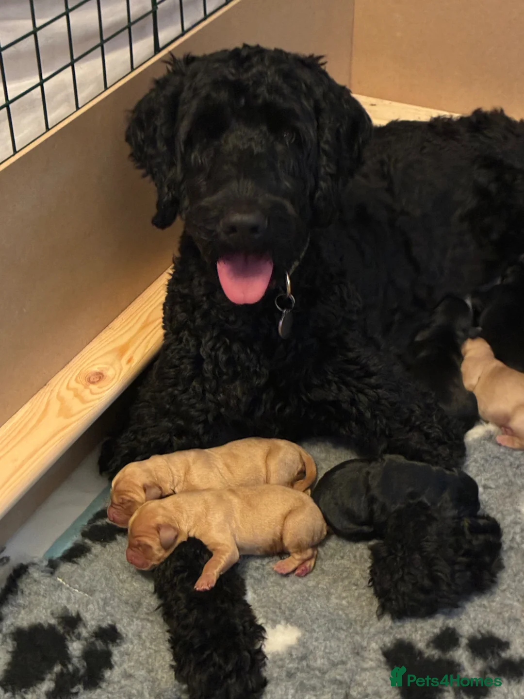 Labradoodle dogs for sale: Stunning Labradoodle Puppies, Family raised  - Advert 10