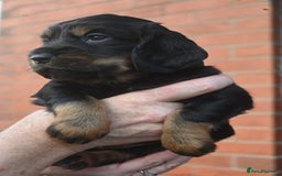 Cocker Spaniel dogs for sale: Cocker Spaniel puppies - Image 4