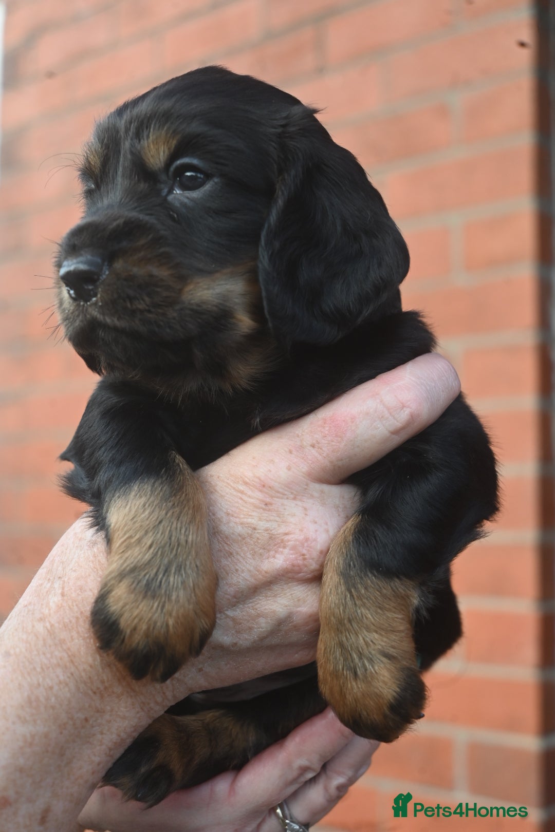 Cocker Spaniel dogs for sale: Cocker Spaniel puppies - Image 4