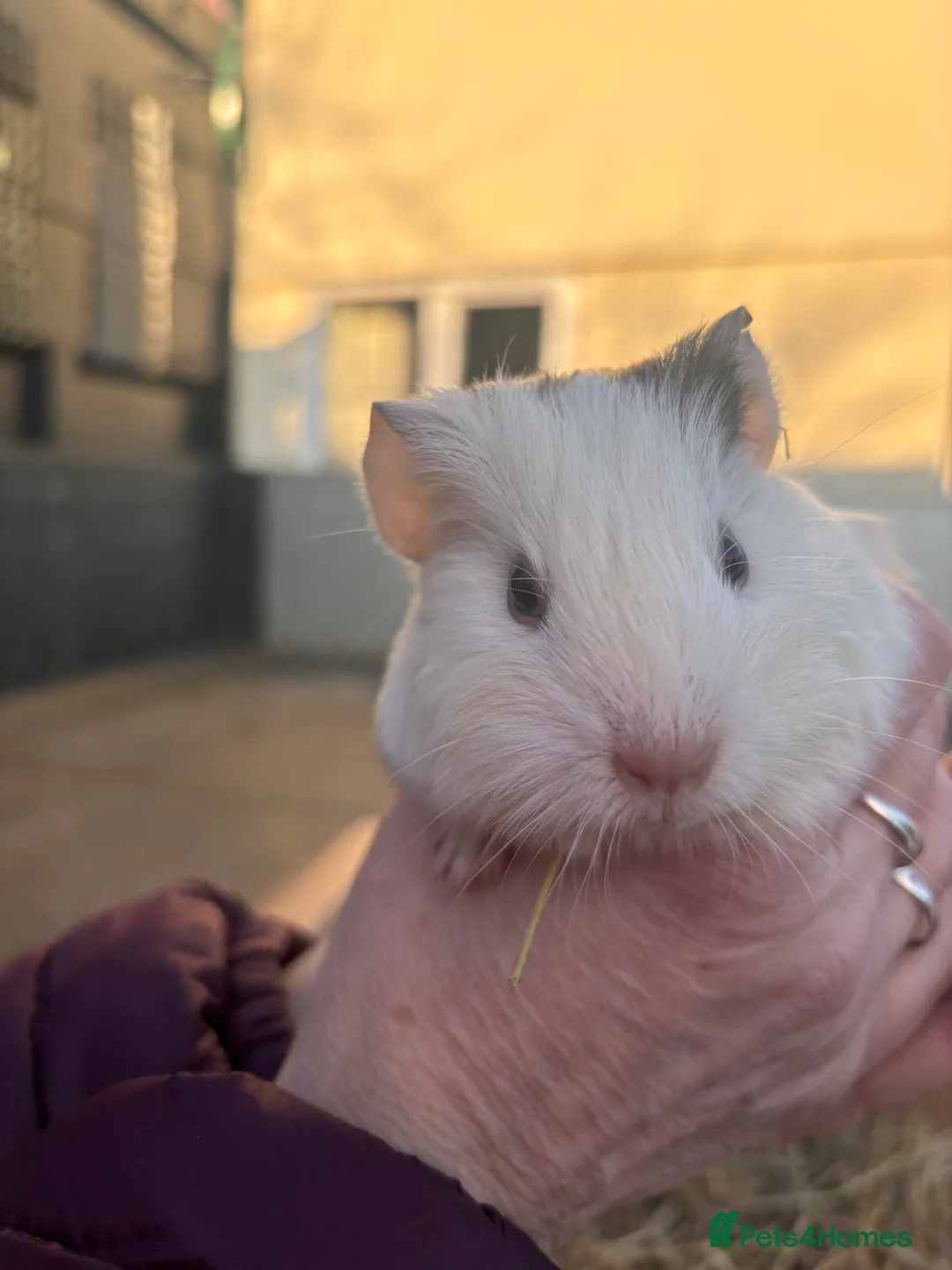 Guinea Pig rodents for sale: Guinea Pigs - Advert 7