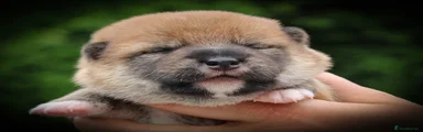 Japanese Shiba Inu 2