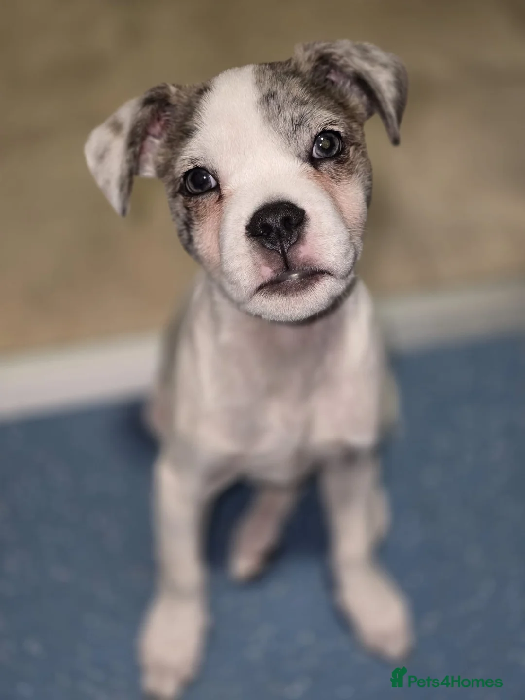 Mixed Breed dogs for sale: Boston terrier x jack Russel  in Gravesend - Advert 2
