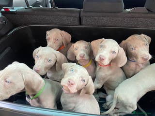Weimaraner dogs Ready for new homes NOW KC reg Silver puppies - Advert 6
